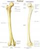 Krček stehenní kosti- collum femoris